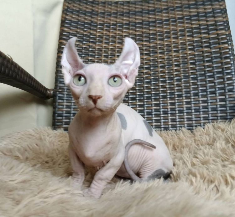 31.แมวดเวล เพศผู้ Dwelf Cat Male  รูปที่ 2