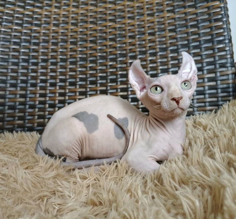 31.แมวดเวล เพศผู้ Dwelf Cat Male 