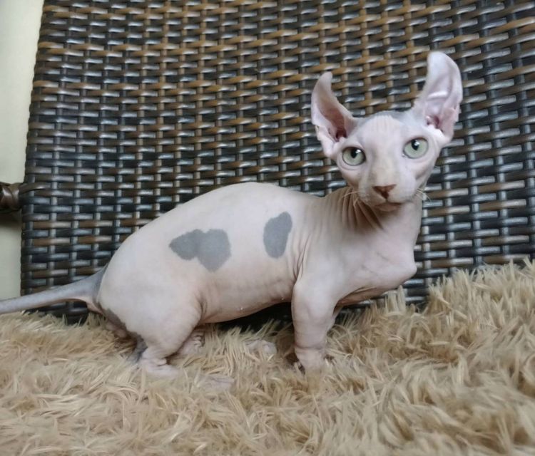 31.แมวดเวล เพศผู้ Dwelf Cat Male  รูปที่ 4