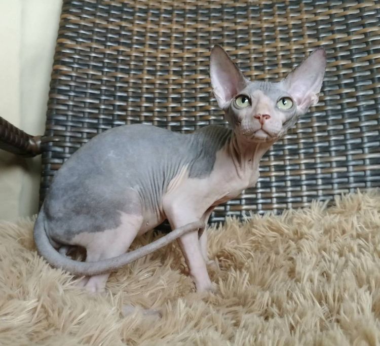 36.แมวสฟิงซ์ เพศผู้ Sphynx Cat Male รูปที่ 2