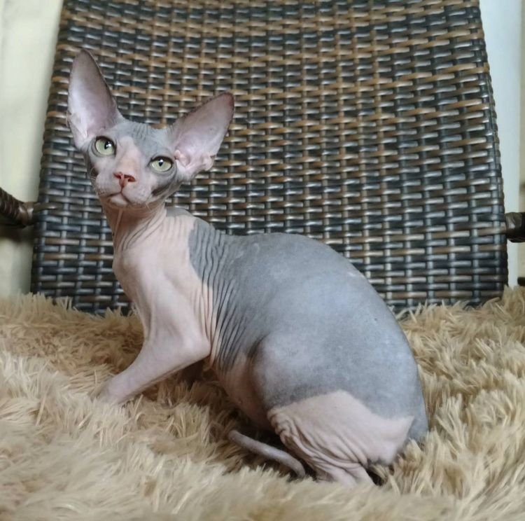 สฟิงซ์ (Sphynx) 36.แมวสฟิงซ์ เพศผู้ Sphynx Cat Male