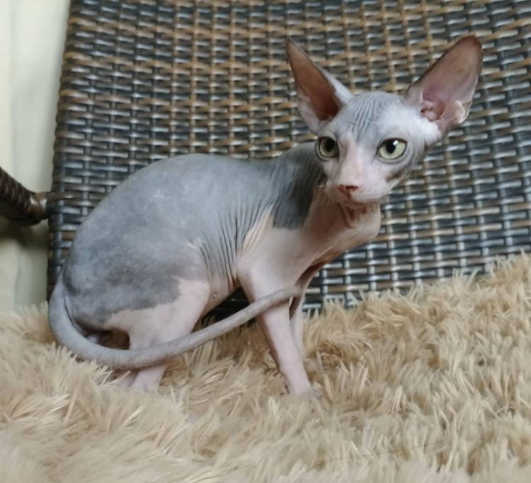 36.แมวสฟิงซ์ เพศผู้ Sphynx Cat Male รูปที่ 3