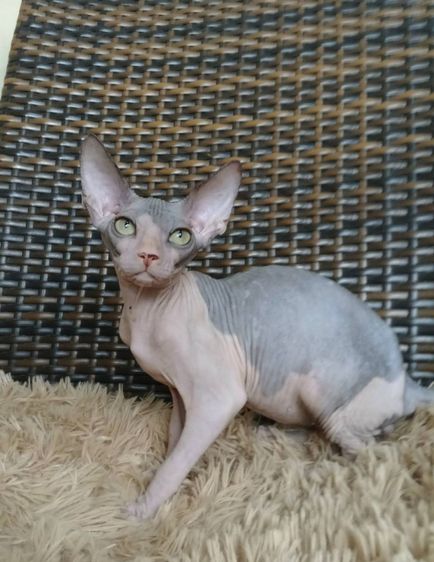 36.แมวสฟิงซ์ เพศผู้ Sphynx Cat Male รูปที่ 5