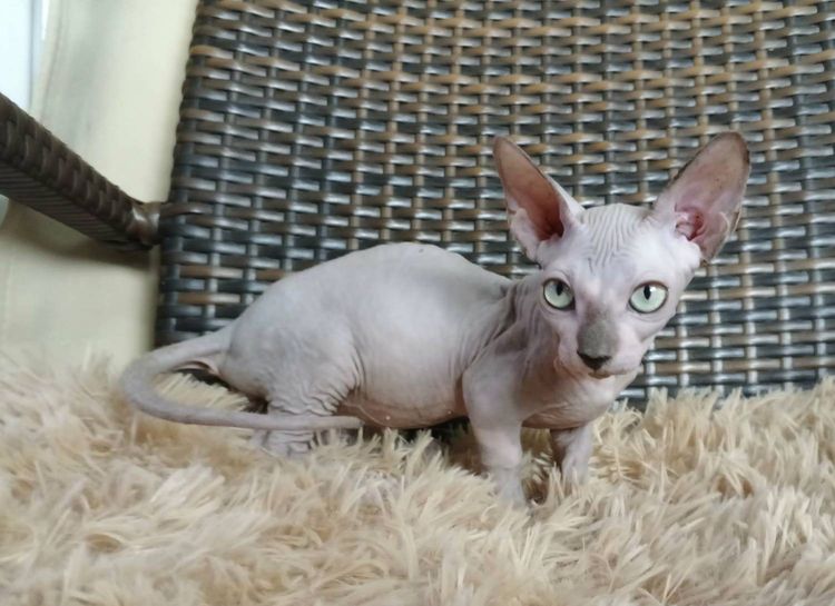 37.แมวแบมบิโน่ เพศผู้ Bambino Cat Male  รูปที่ 5