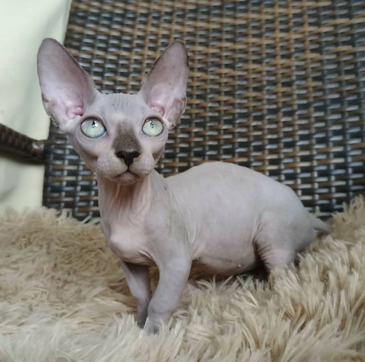 37.แมวแบมบิโน่ เพศผู้ Bambino Cat Male  รูปที่ 6