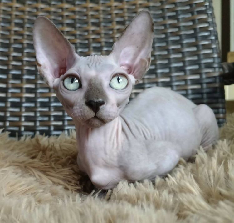 37.แมวแบมบิโน่ เพศผู้ Bambino Cat Male  รูปที่ 7