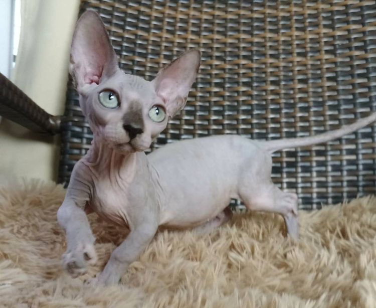 37.แมวแบมบิโน่ เพศผู้ Bambino Cat Male  รูปที่ 4