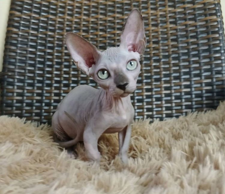 สฟิงซ์ (Sphynx) 37.แมวแบมบิโน่ เพศผู้ Bambino Cat Male 