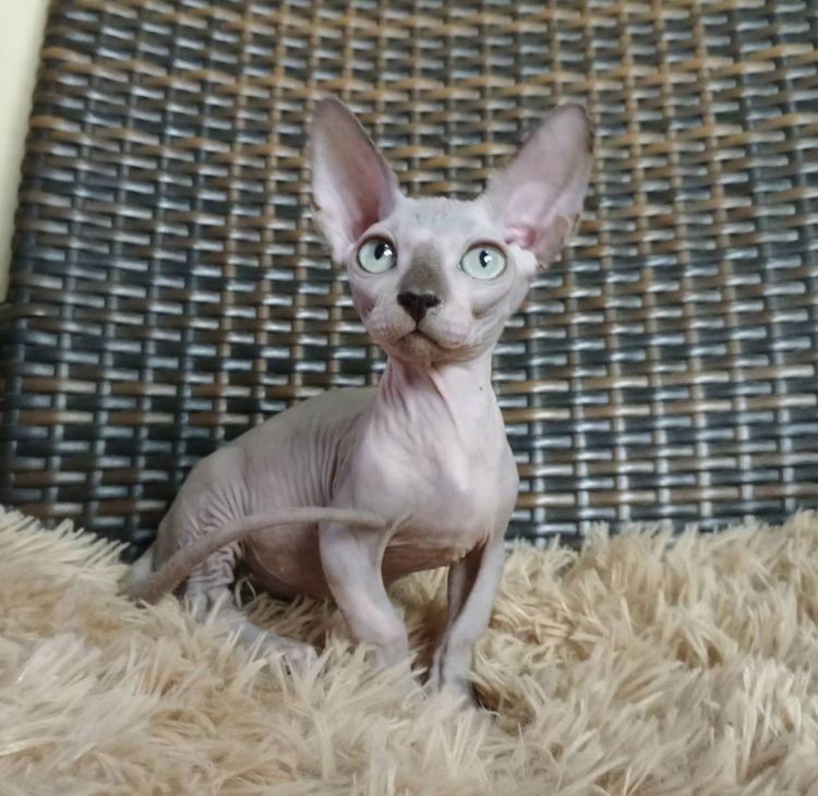 37.แมวแบมบิโน่ เพศผู้ Bambino Cat Male  รูปที่ 3
