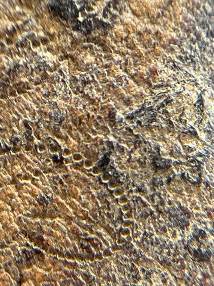 พระ ลป.บุญ วัดกลางบางแก้ว เนื้อผงยา จารหลัง(128) รูปที่ 14