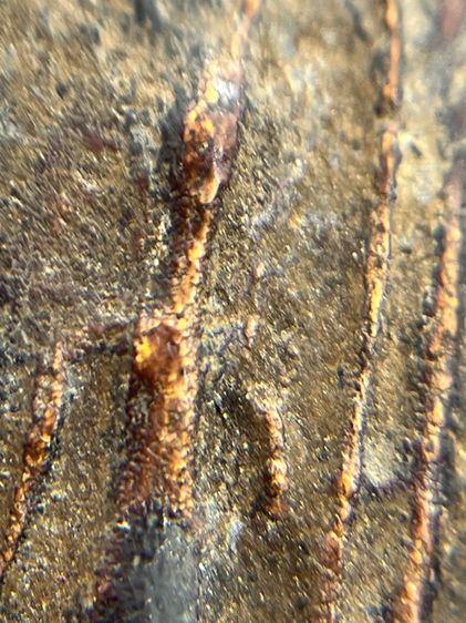 พระ ลป.บุญ วัดกลางบางแก้ว เนื้อผงยา จารหลัง(128) รูปที่ 10