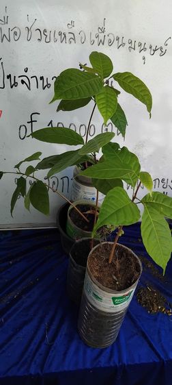 แจกต้นไม้ฟรี รูปที่ 7