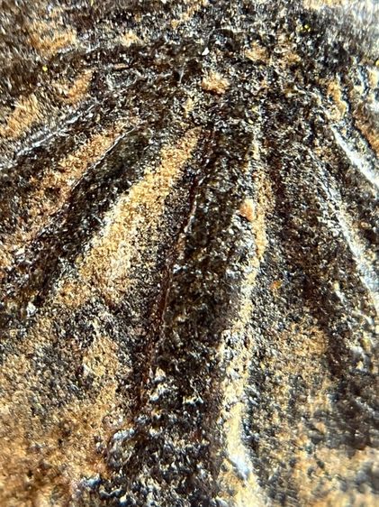 พระหลวงปู่ทวดเนื้อว่าน 108 หลังเจดีย์ พุทธคุณ แคล้วคลาด คุ้มครอง ป้องกันภัย เดินทางปลอดภัย เมตตามหานิยม เสริมโชคลาภ(118) รูปที่ 17