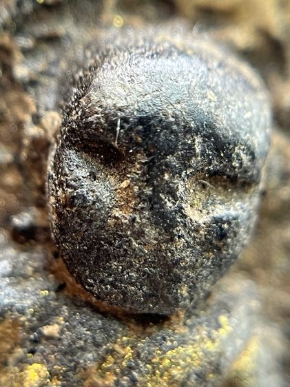 พระหลวงปู่ทวดเนื้อว่าน 108 หลังเจดีย์ พุทธคุณ แคล้วคลาด คุ้มครอง ป้องกันภัย เดินทางปลอดภัย เมตตามหานิยม เสริมโชคลาภ(118) รูปที่ 9