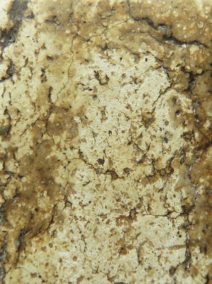 พระสมเด็จ รูปที่ 5