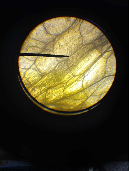 กล้องจุลทรรศน์มือสอง รูปที่ 5