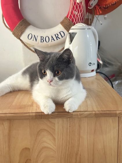 Scottish female พร้อมลูกในท้อง(ทับกับขาสั้นไปค่ะ) รูปที่ 8