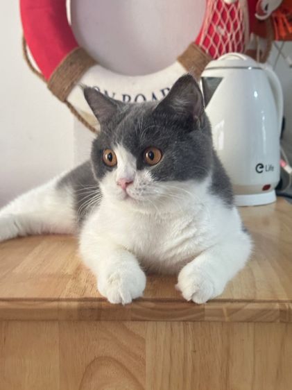 Scottish female พร้อมลูกในท้อง(ทับกับขาสั้นไปค่ะ) รูปที่ 2