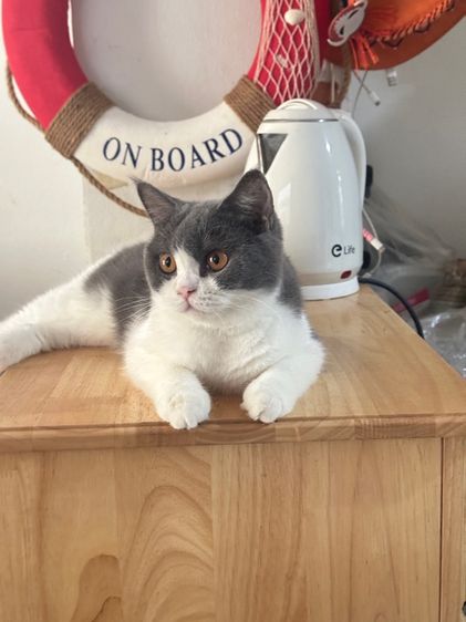 Scottish female พร้อมลูกในท้อง(ทับกับขาสั้นไปค่ะ) รูปที่ 7