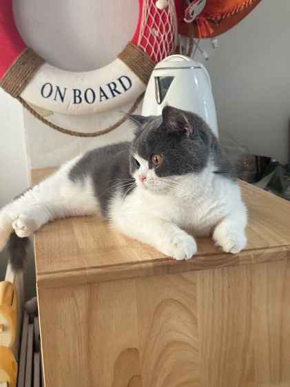 Scottish female พร้อมลูกในท้อง(ทับกับขาสั้นไปค่ะ)