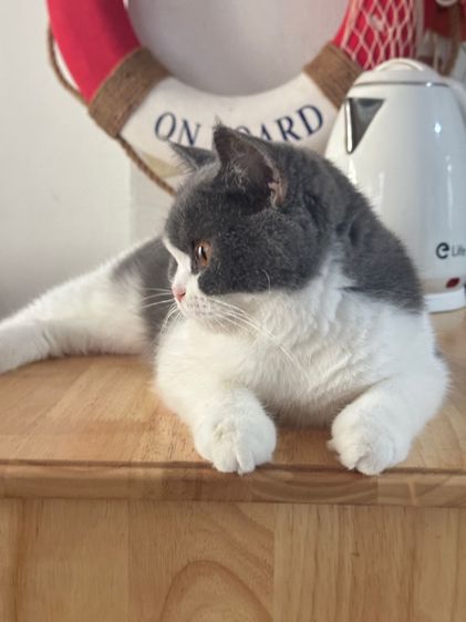 Scottish female พร้อมลูกในท้อง(ทับกับขาสั้นไปค่ะ) รูปที่ 4