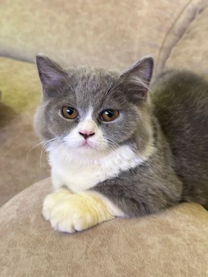 Muchkin female แมวมันช์กิ้น 2 สาว รูปที่ 3