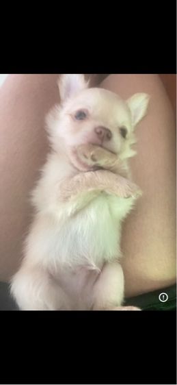 ชิวาว่าน้อย รูปที่ 6