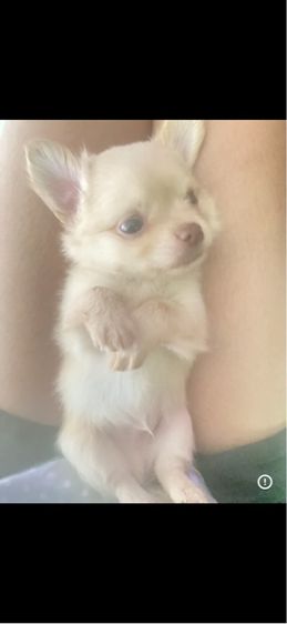 ชิวาว่าน้อย รูปที่ 3