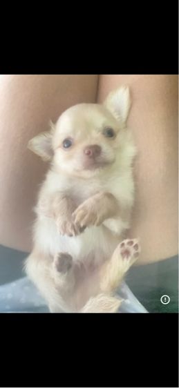 ชิวาวา (Chihuahua) เล็ก ชิวาว่าน้อย