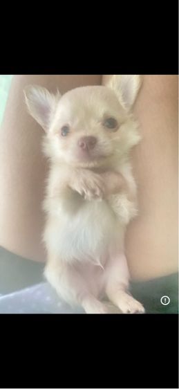 ชิวาว่าน้อย รูปที่ 2