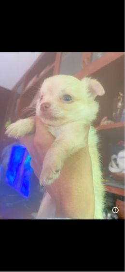 ชิวาว่าน้อย รูปที่ 9