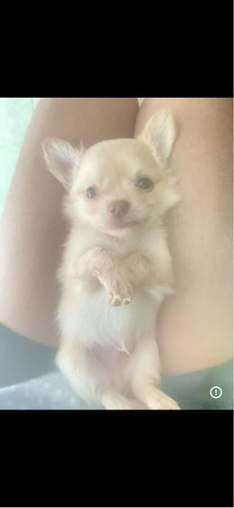 ชิวาว่าน้อย รูปที่ 5