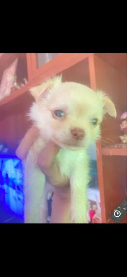 ชิวาว่าน้อย รูปที่ 10