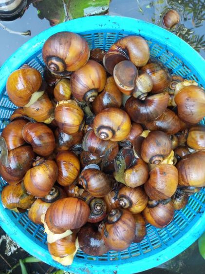 หอยเชอรี่สีทอง