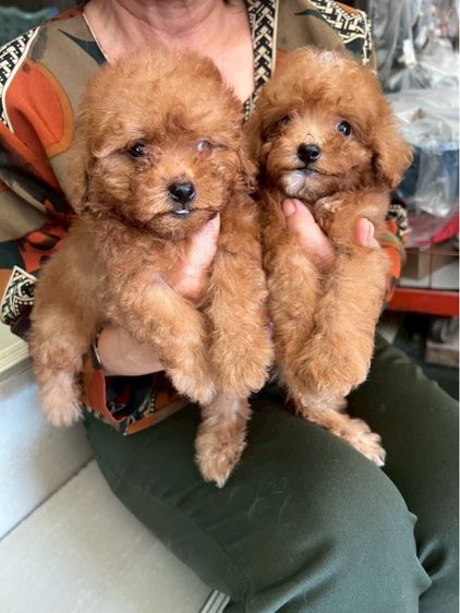 พุดเดิ้ลแท้ เพศ ชาย 2ตัว รูปที่ 3