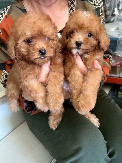 พุดเดิ้ลแท้ เพศ ชาย 2ตัว รูปที่ 2