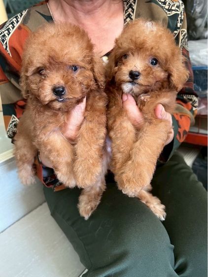 พุดเดิ้ลแท้ เพศ ชาย 2ตัว รูปที่ 4