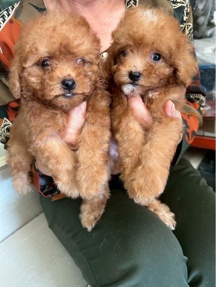 พุดเดิ้ลแท้ เพศ ชาย 2ตัว