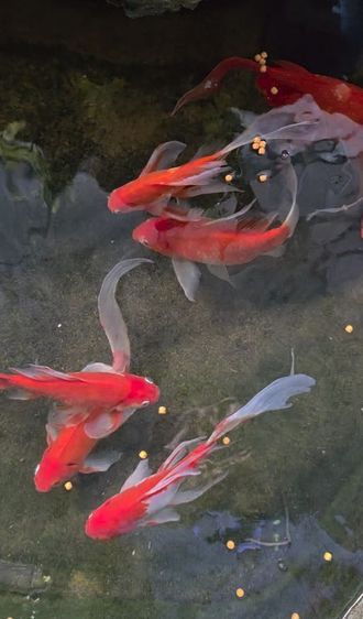 ปลาโคเมท รูปที่ 3