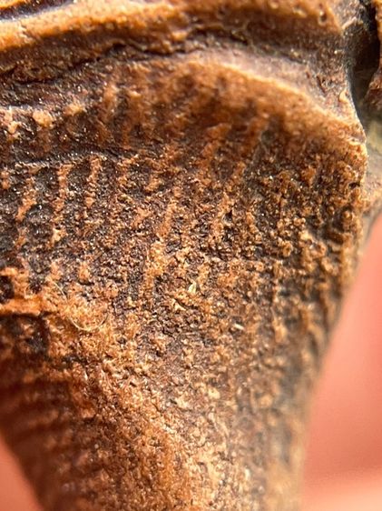 พระรอดใบโพธิ์ พระรอดมหาวัน พิมพ์ใบโพธิ์ พิเศษของพิมพ์ทรงอย่างมาก ซึ่งจะเรียกพระพิมพ์นี้ว่า พระรอดพิมพ์ใบโพธิ์ รูปที่ 12