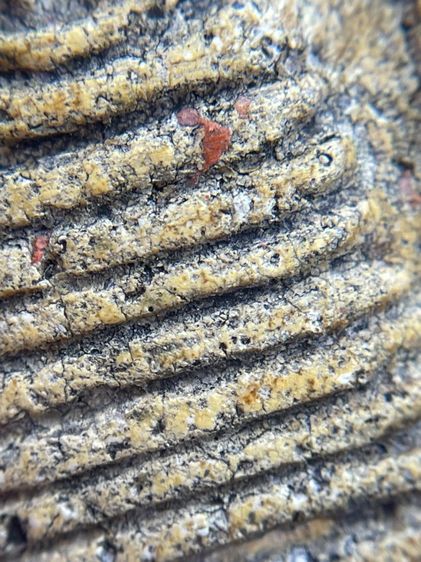 พระสมเด็จพิมพ์เกศไชโย 7 ชั้น เนื้อเก่าสวยสุดสุด รูปที่ 7