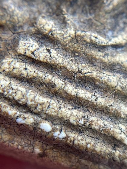 พระสมเด็จวัดระฆังพิมพ์เจดีย์แหวกม่าน เนื้อเก่าเก่า รูปที่ 7