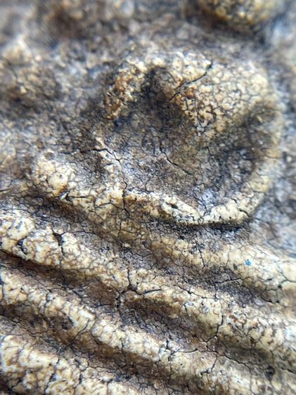 พระสมเด็จวัดระฆังพิมพ์เจดีย์แหวกม่าน เนื้อเก่าเก่า รูปที่ 8