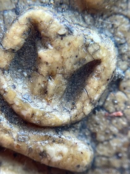 พระสมเด็จวัดระฆังพิมพ์เจดีย์เนื้อเทียนชัยเนื้อเก่าสวย รูปที่ 9