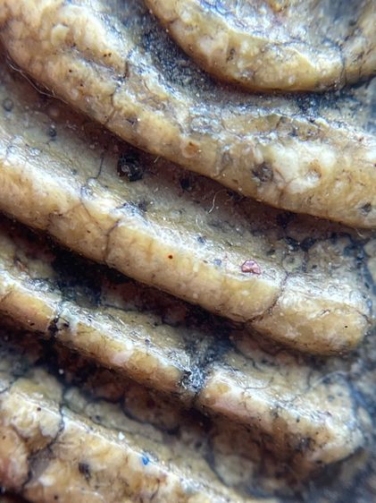 พระสมเด็จวัดระฆังพิมพ์เจดีย์เนื้อเทียนชัยเนื้อเก่าสวย รูปที่ 12