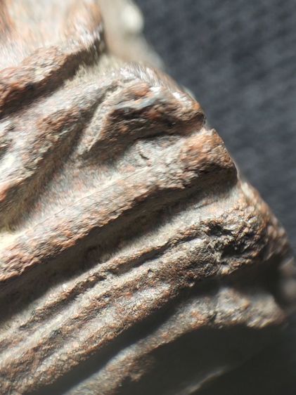 ❌ปิดครับ❌พระรอดลำพูนพิมพ์ใหญ่เนื้อเขียวหินครกคราบแดงครับ รูปที่ 10