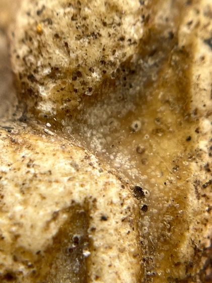 พระกรุวัดพลับ พิมพ์ตุ๊กตาเล็ก(131) รูปที่ 8