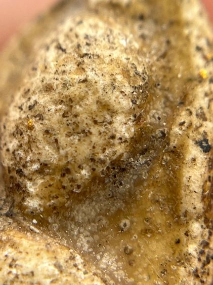 พระกรุวัดพลับ พิมพ์ตุ๊กตาเล็ก(131) รูปที่ 6