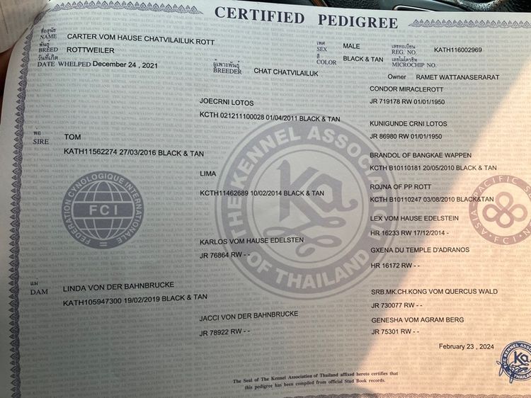 ขายลูก Rottweiler พ่อแม่มี Ped เต็มใบ 36 วัน หน้าสั้น โครงใหญ่ รูปที่ 6