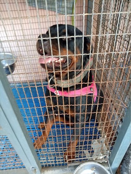 ขายลูก Rottweiler พ่อแม่มี Ped เต็มใบ 36 วัน หน้าสั้น โครงใหญ่ รูปที่ 3